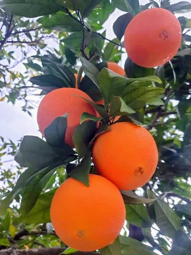 Naranjas en rama