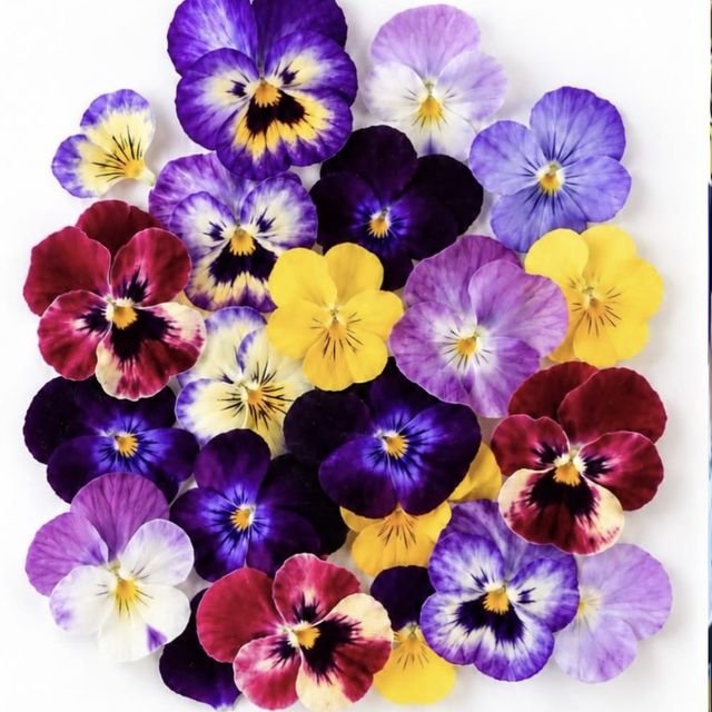 Flores comestibles