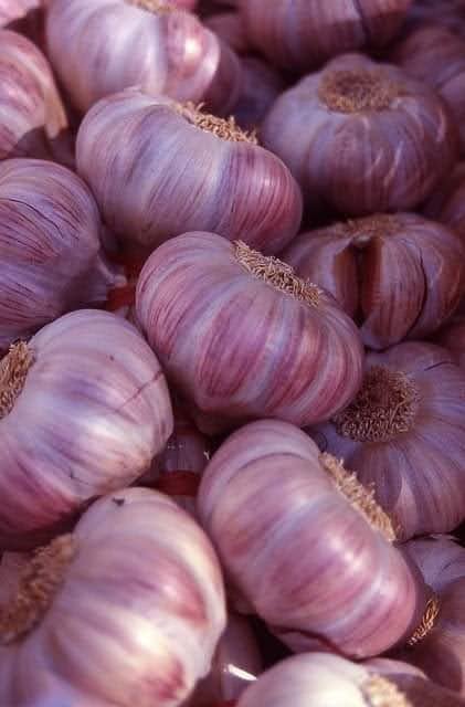 Ajo morado y blanco