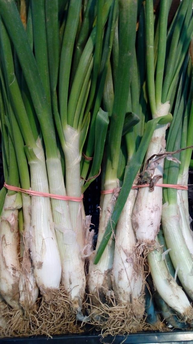 Calçots (bajo pedido)