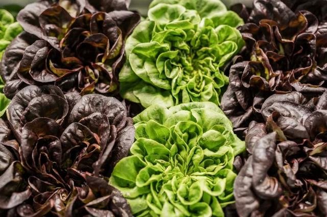 Lechuga hoja de Roble y Batavia