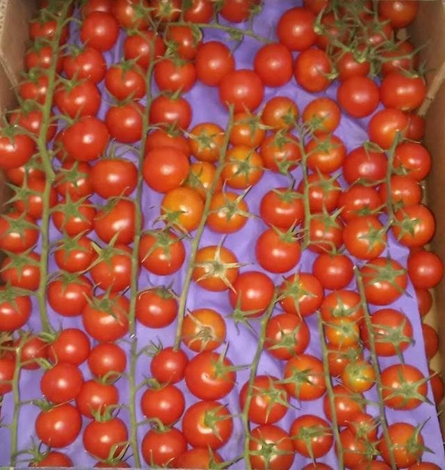 Tomate Cherry rama