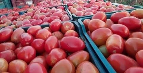Tomate Pera granel