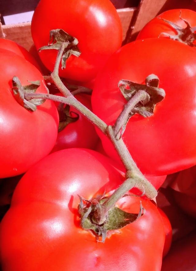 Tomate rama