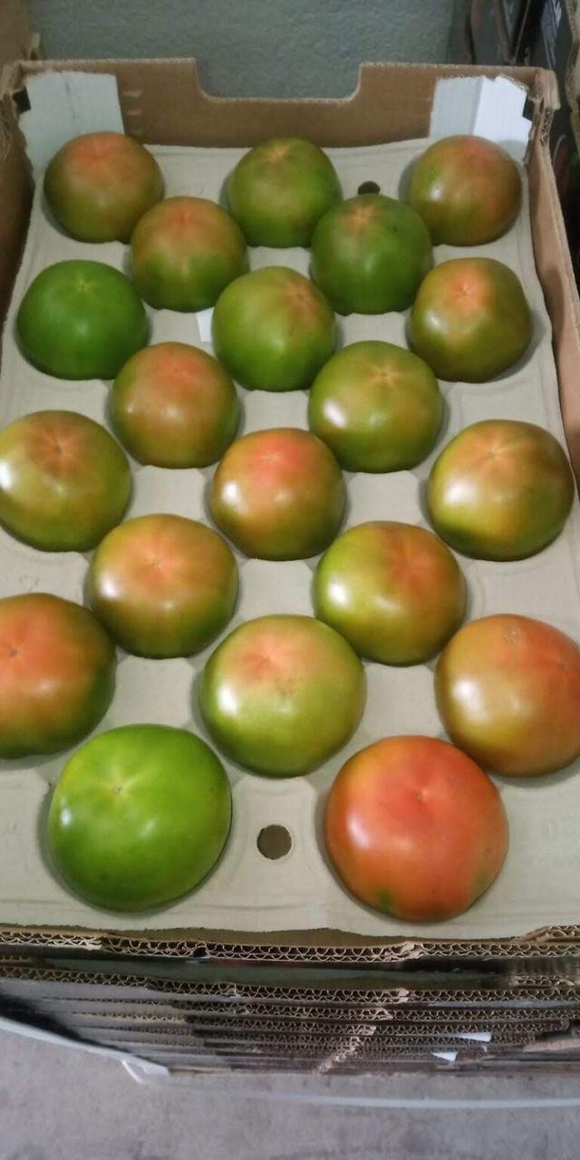 Tomate Verde