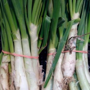 Calsots, bajo pedido