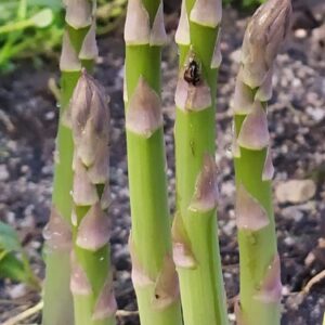 Espárragos verdes, blancos y en conserva