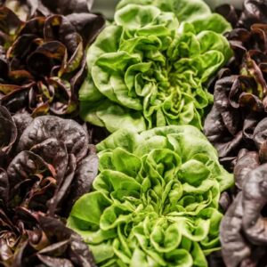 Lechuga hoja de Roble y Batavia